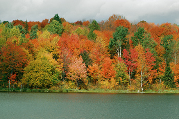 Почему листья меняют цвет, окрашиваясь осенью в желтый или красный?