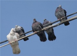 голуби из Таджикистана