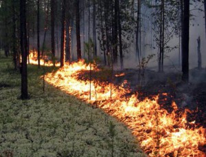 лесные пожары