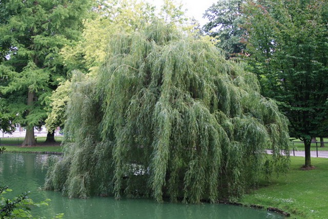 3_Willow