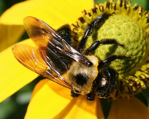Пчела медоносная 6