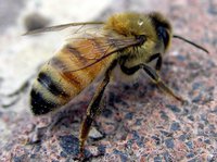 Пчела медоносная 5