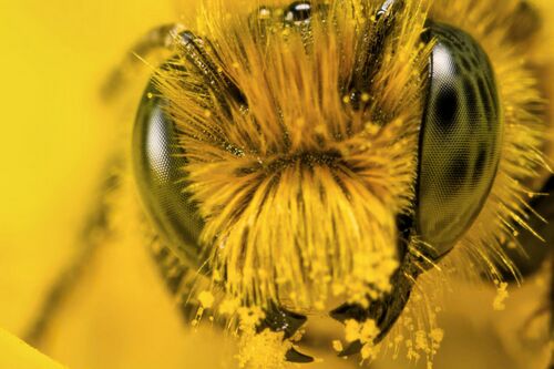 Пчела медоносная 7