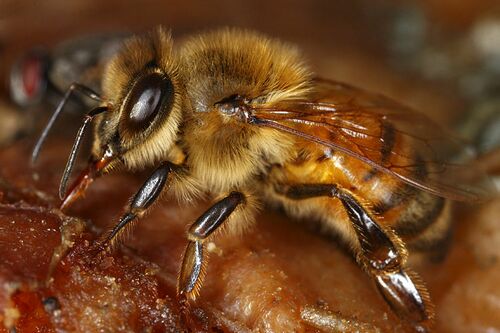 Пчела медоносная 8