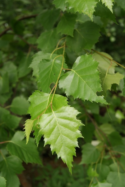 Листья березы. Фото АПК Витус