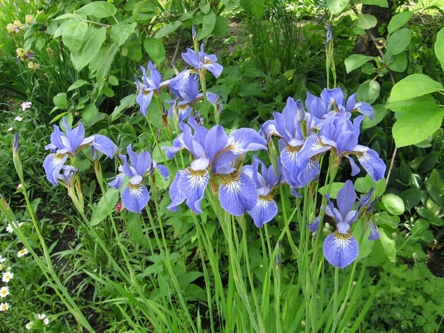 Синий лилейник с мелкими цветами фото