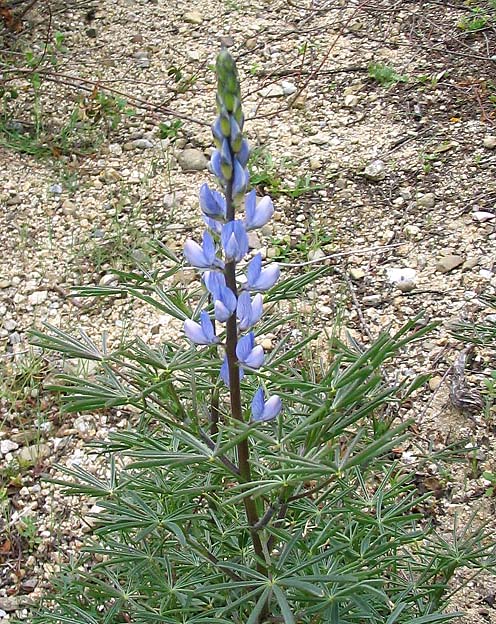 Люпин узколистный - Lupinus angustifolius Blue Lupin.