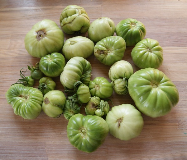 Зелёные помидоры фото АПК Витус