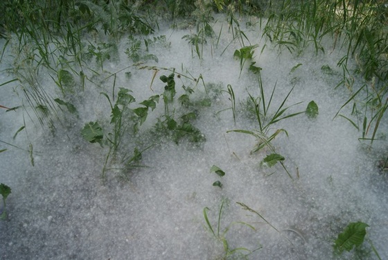 Тополь чёрный - Снегопад. Фото АПК Витус