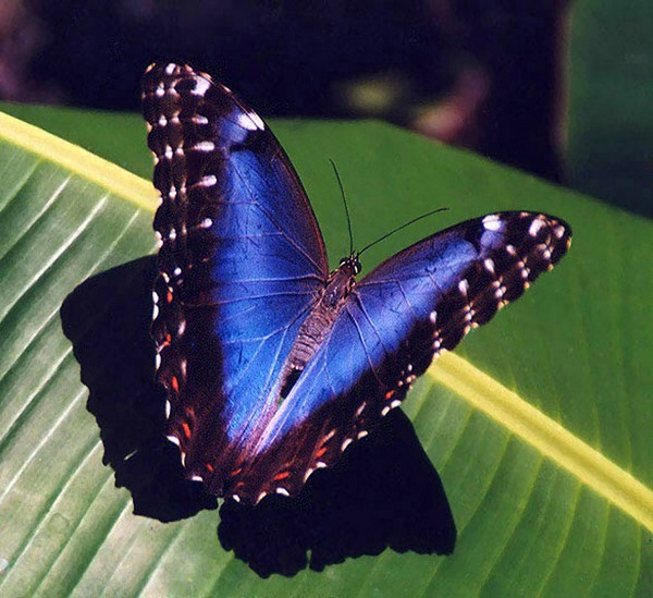 тропическая бабочка