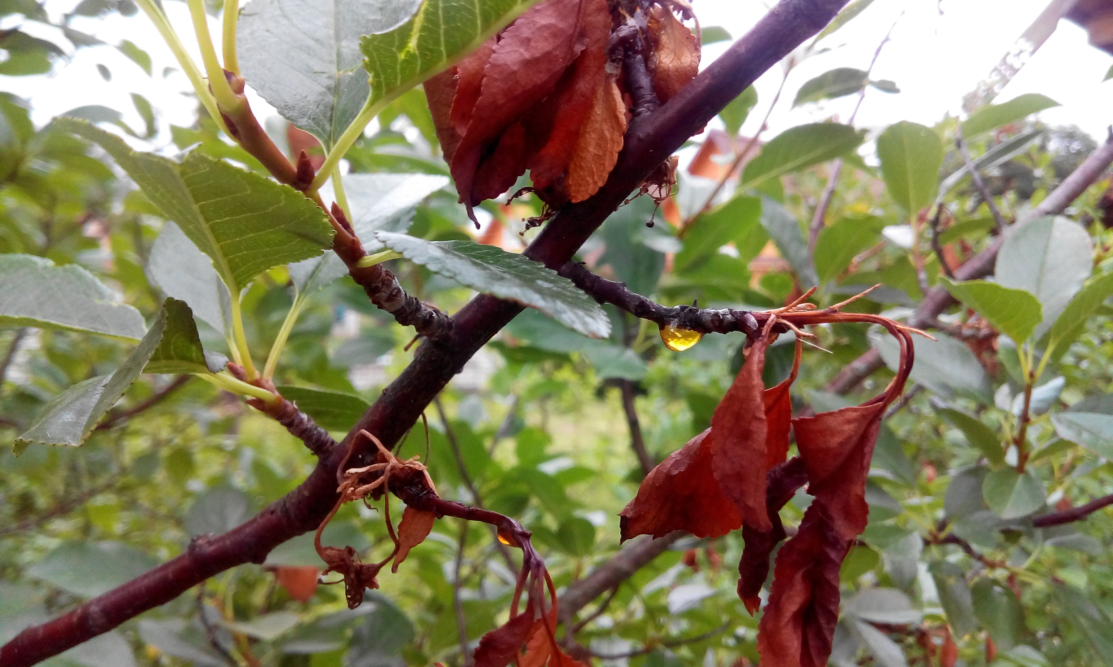 Камедетечение вишни монилиоз
