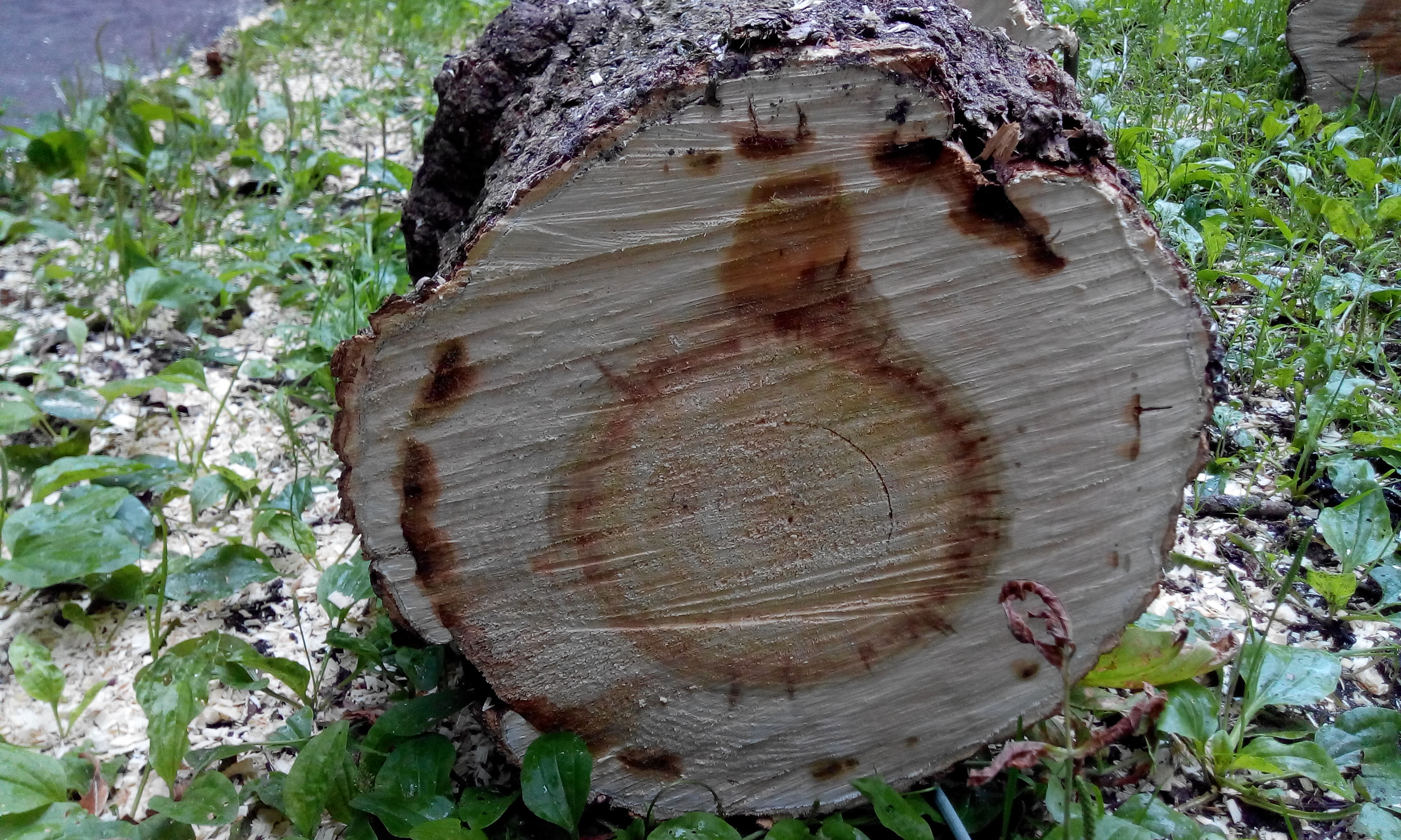 пороки древесины березы