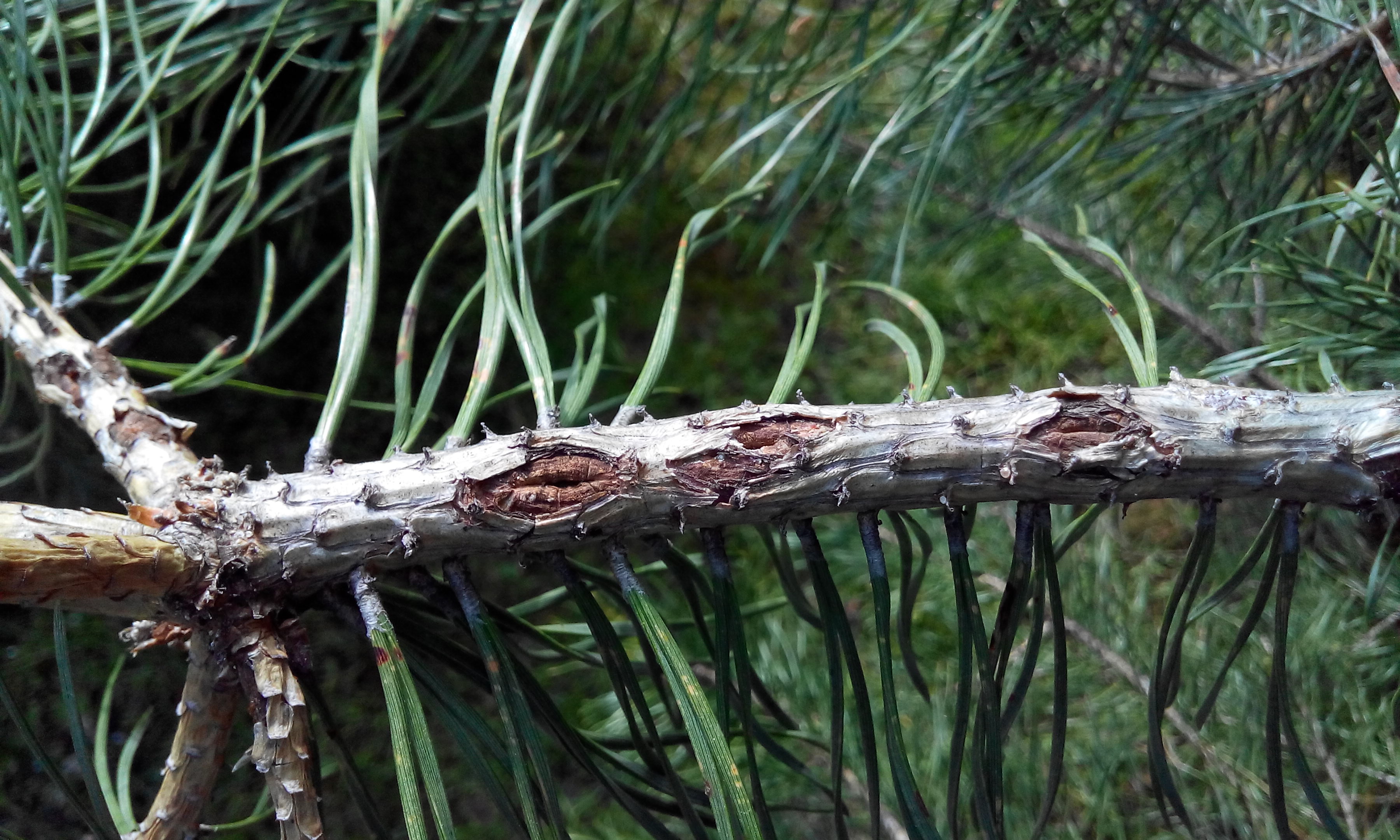 Болезни вредители хвойных. Сосновый вертун ( Melampsora pinitorqua. Сосновый вертун сосны обыкновенной. Ржавчина побегов сосны Сосновый вертун. Фузариоз сосны.